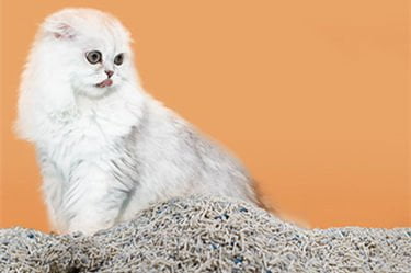 Tofu Cat Litter Making Machine Plant