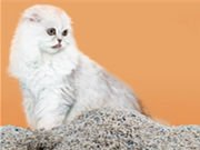 Tofu Cat Litter Pellet Manufacturing Plant