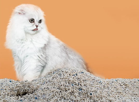 tofu cat litter production factory