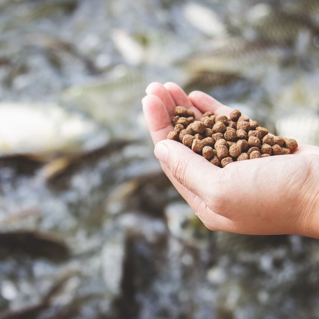 fish-feed-pellet-made-by-fish-food-production-line