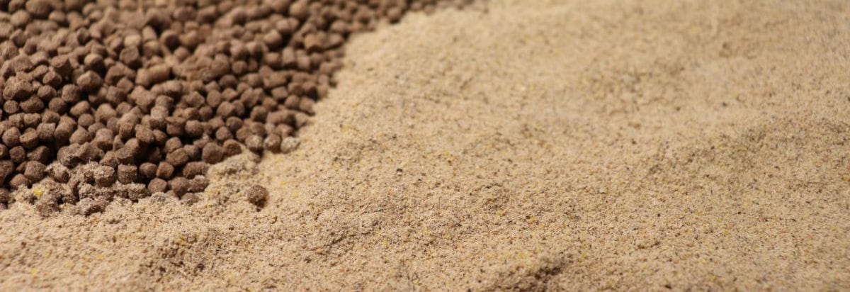 fish feed