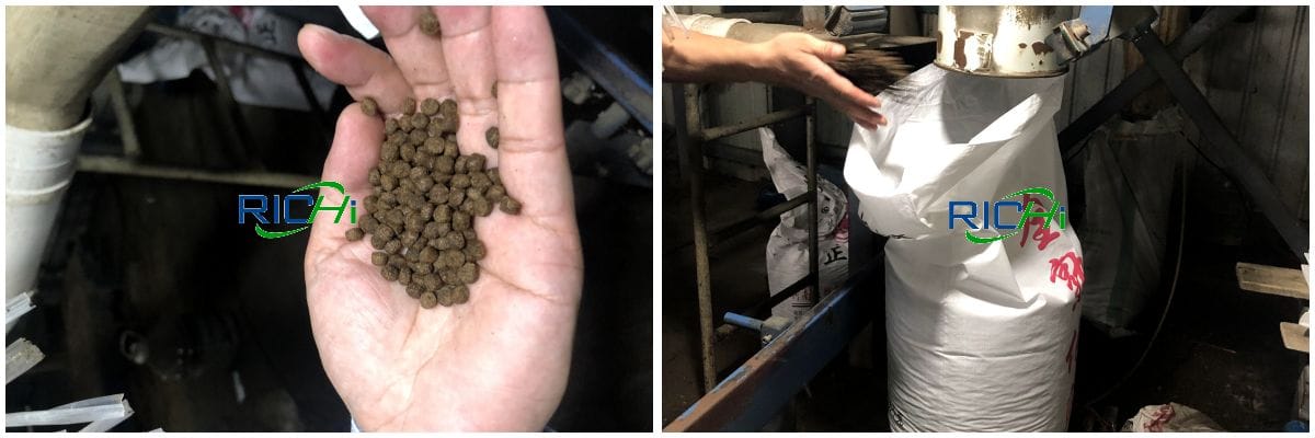 fish feed
