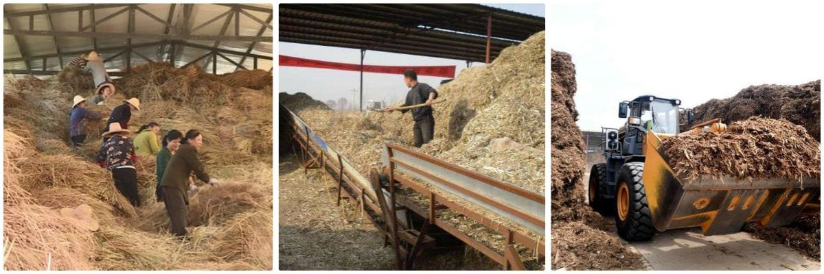 Straw Plant