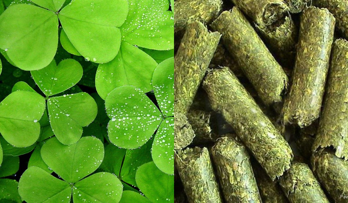alfalfa-pellets