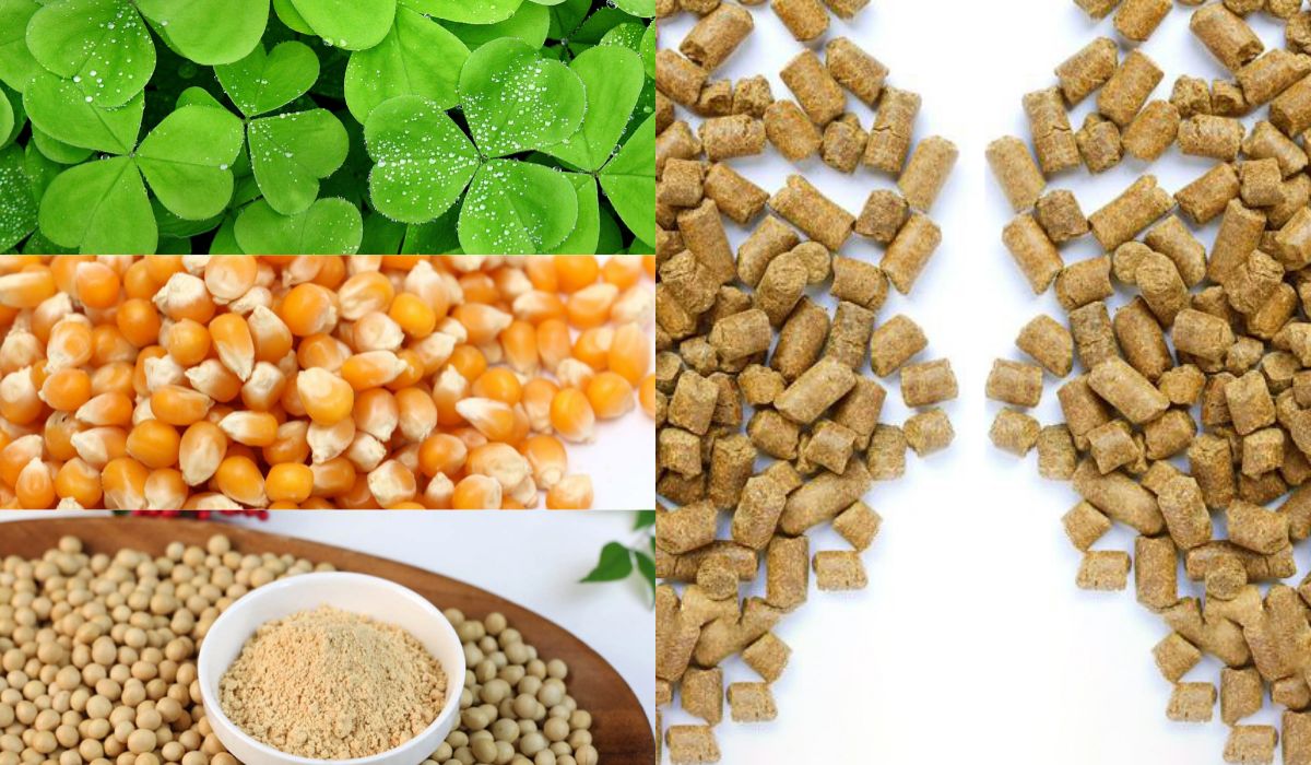 grass-feed-pellets