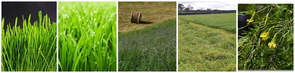 grass materials