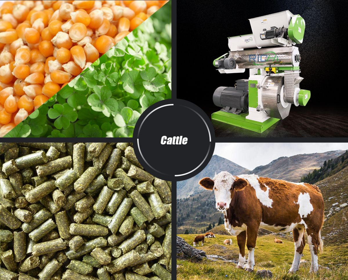 cattle feeds