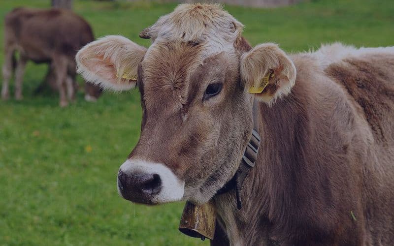 beef cattles