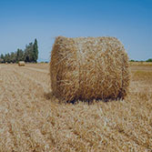 biomass for fuel