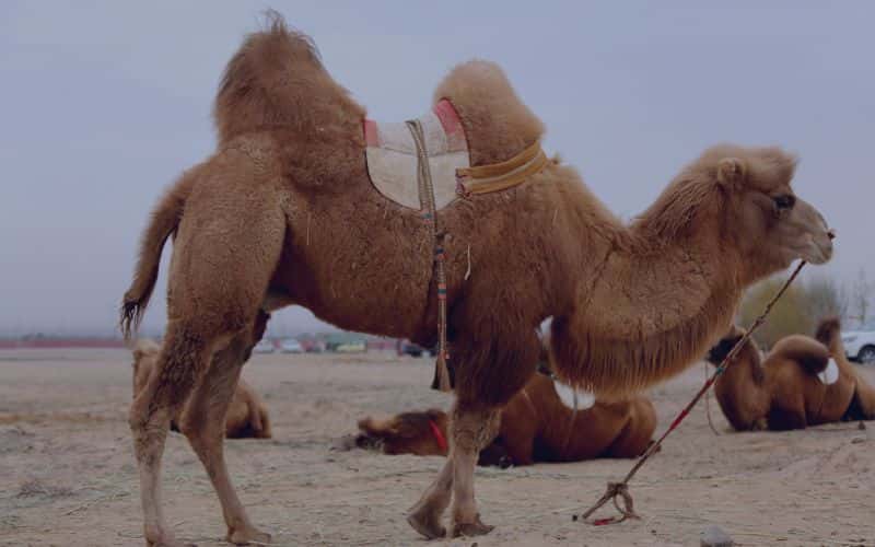 camel animals
