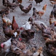 chicken animal