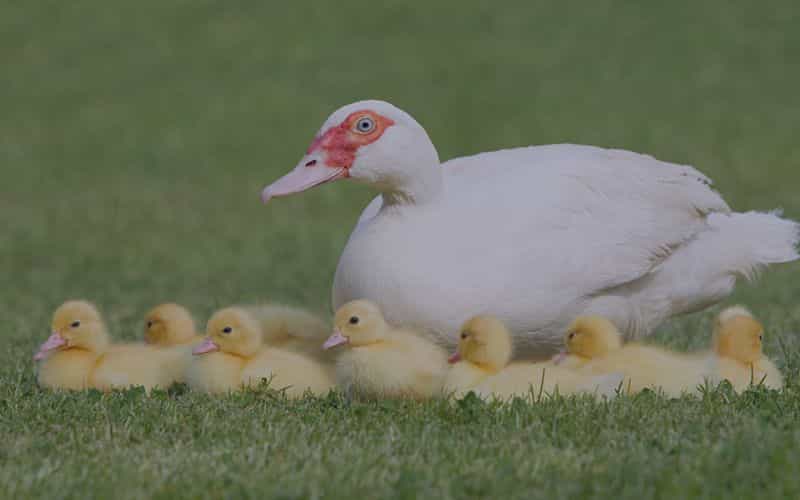 duck animals
