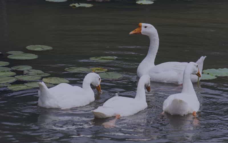 goose animals