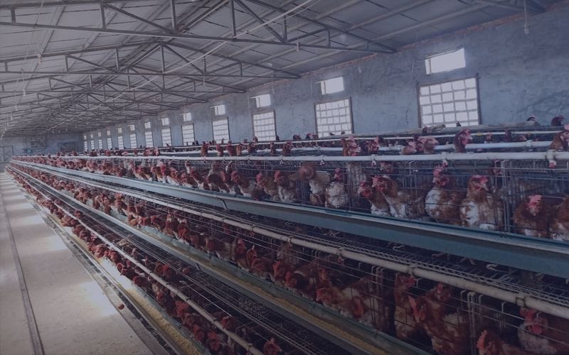 animal feed production line for laying hens