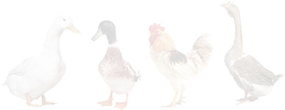 poultry animals