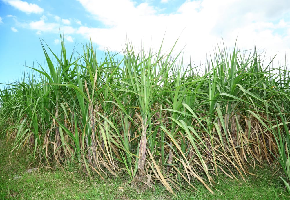 sugarcane