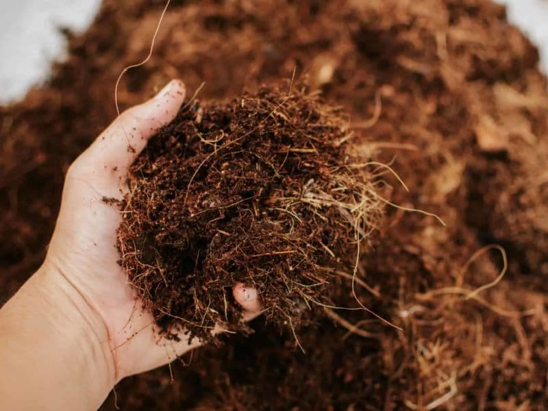 Coco Coir waste