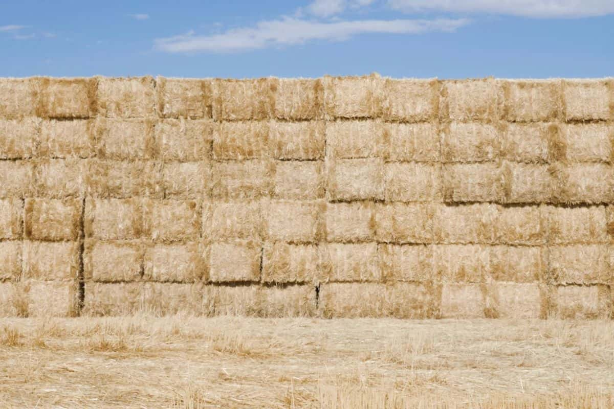 Wheat Straw for pellets