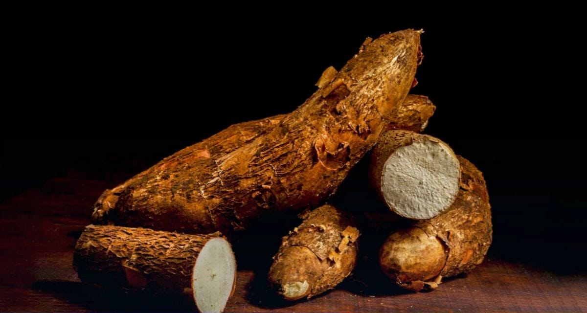 cassava for chicken feed