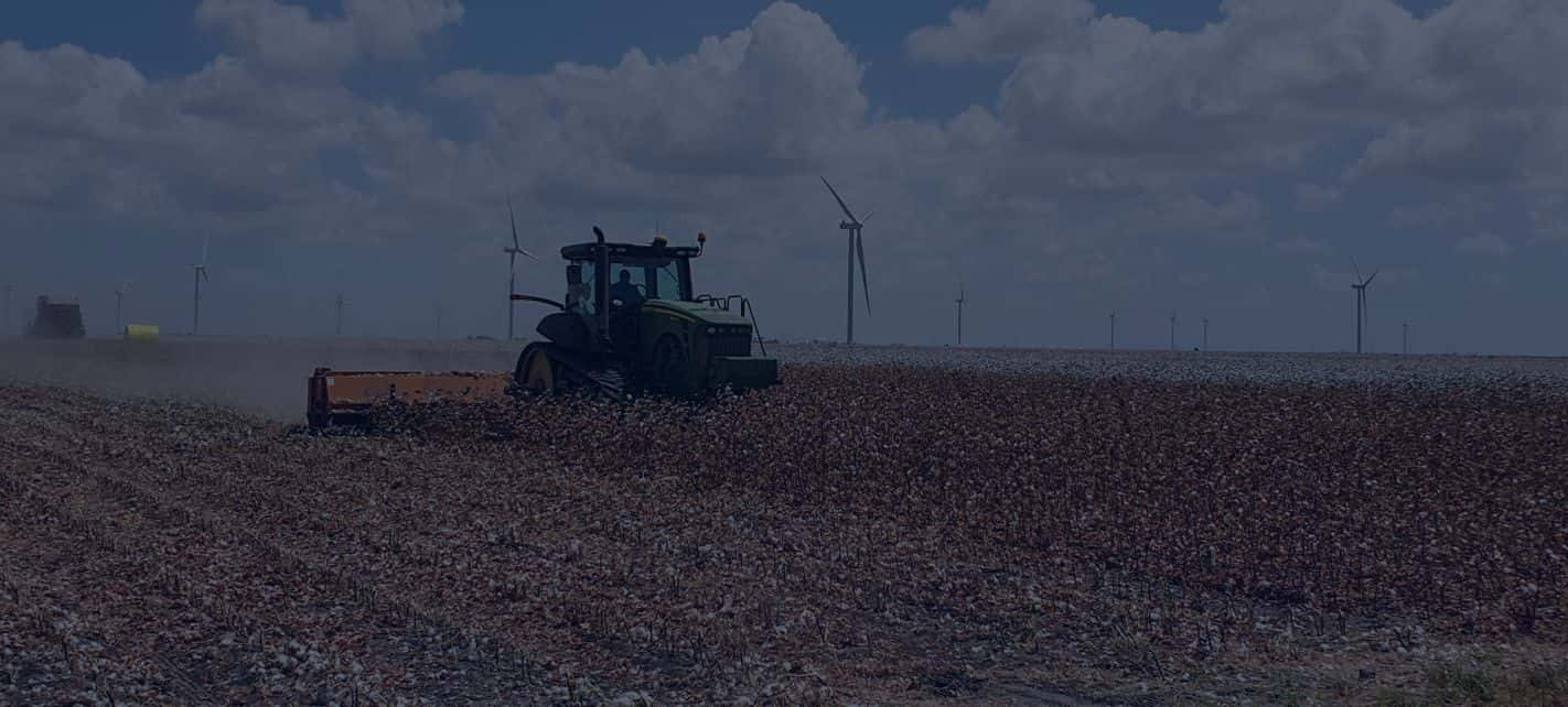 cotton harvest