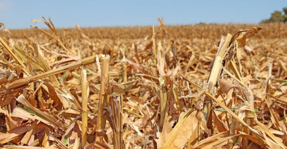 corn stalks