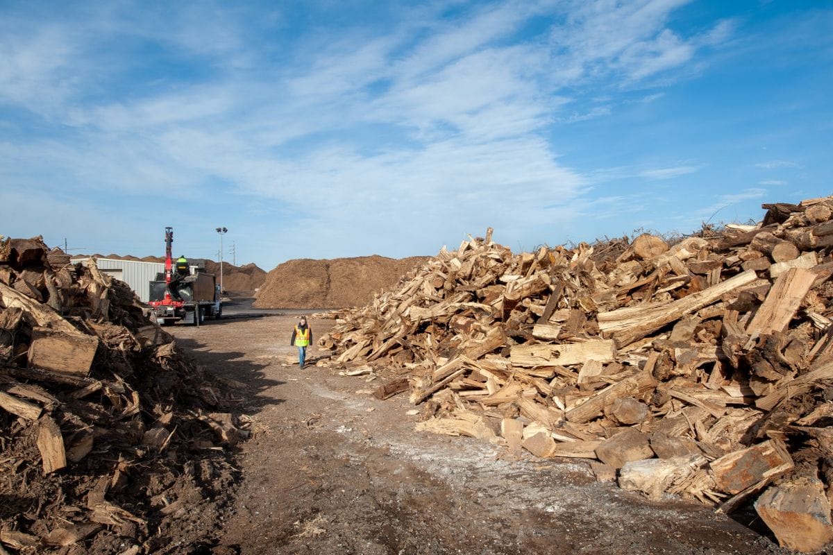 hardwood for wood pellet