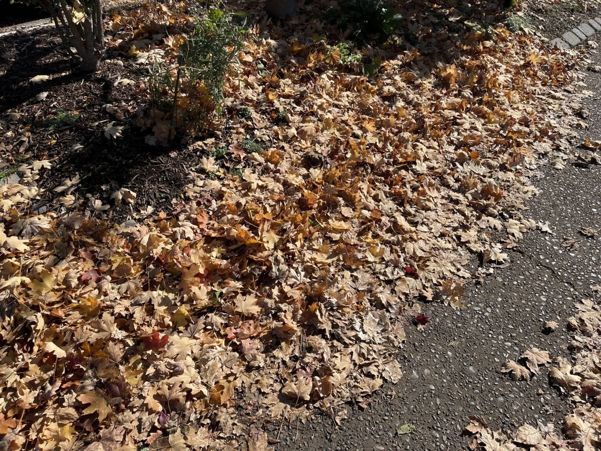 leaf for pellets