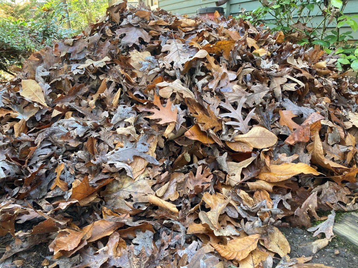 leaves for biofuel pellets