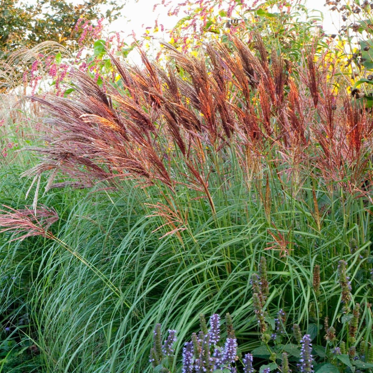miscanthus for feed