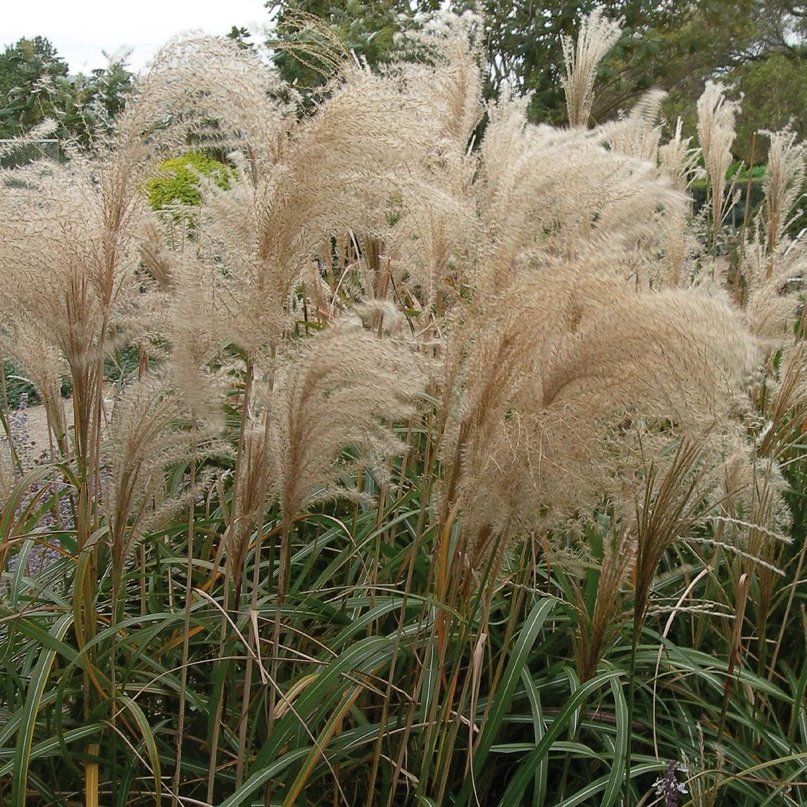 miscanthus for pellet making