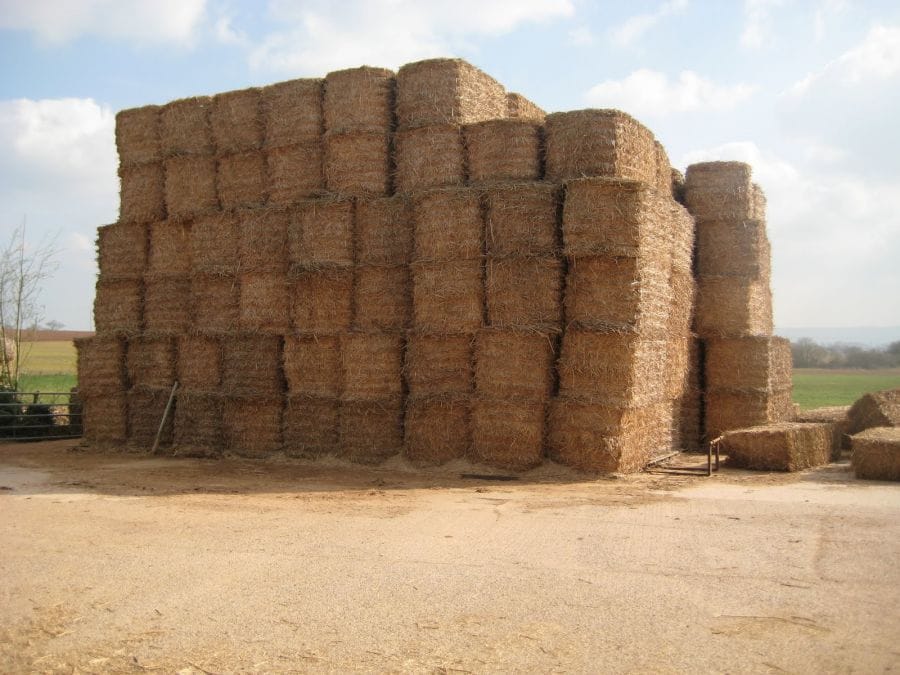 miscanthus for pellet