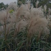 miscanthus pellet solutioon