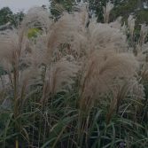 miscanthus pellet solutioon