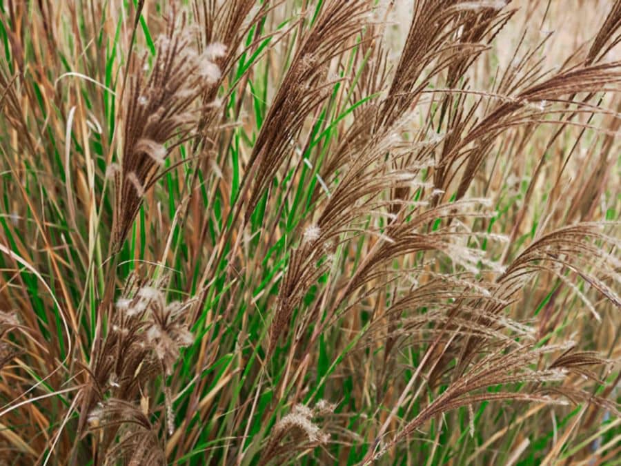 miscanthus