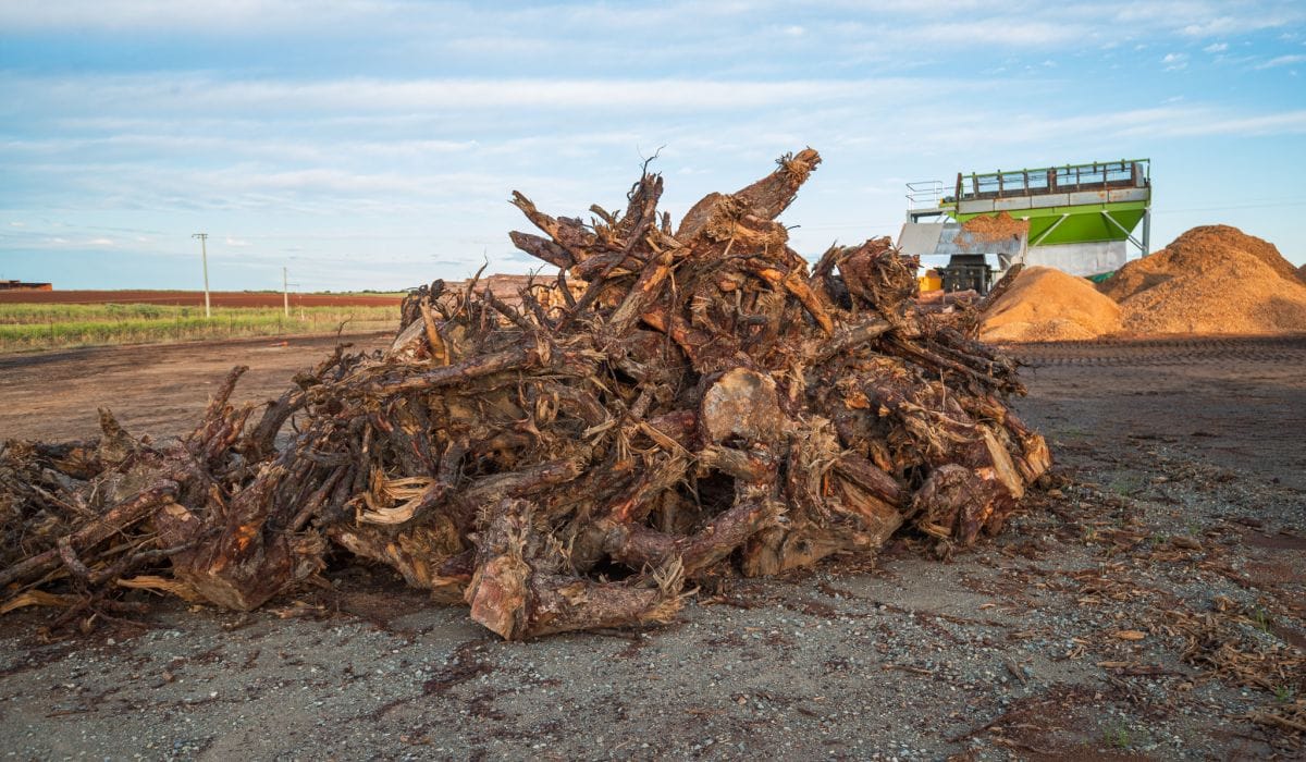softwood waste