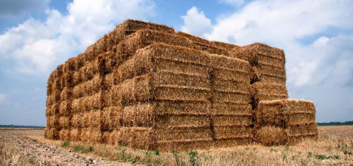 wheat straw for pellet fuel