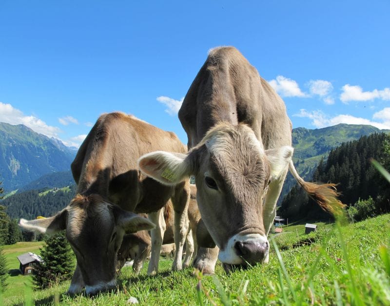 livestock feed pellet machine for Cattle
