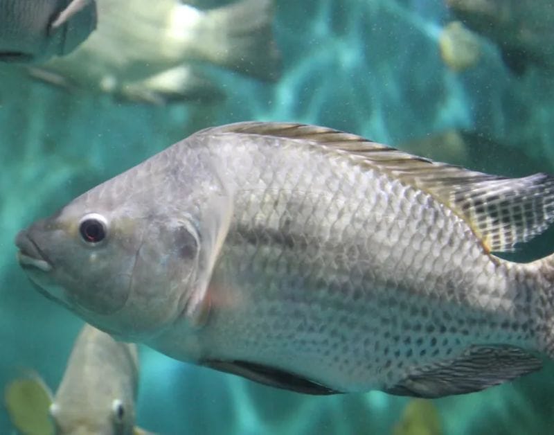 feed mill pellet machine for tilapia feeds