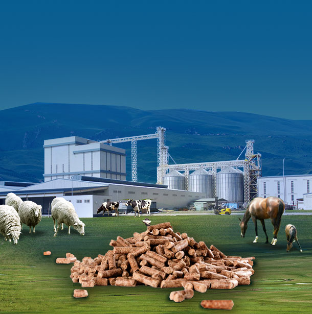 Комплексный проект завода по производству кормов для животных производительностью 1-160 т/ч в мире
