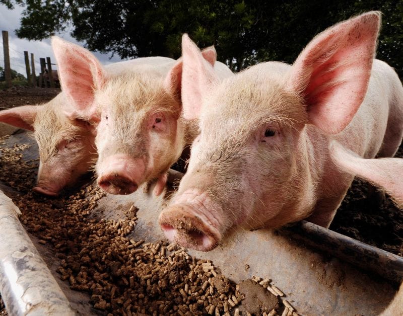 livestock feed pellet machine for pig feeds