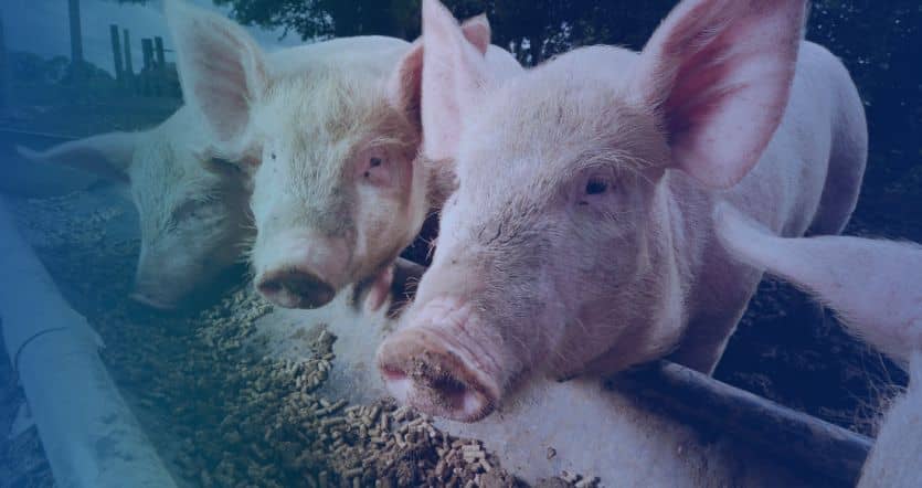 pig compound feed mill