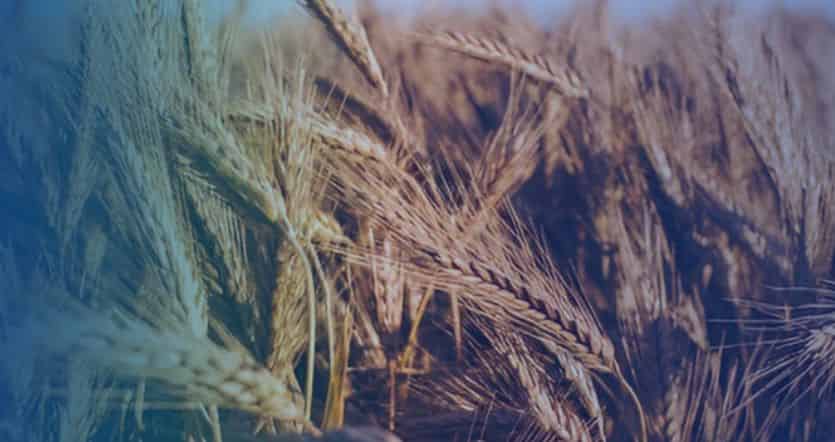 RICHI Решение для установки по производству пеллет из пшеничной соломы производительностью 1-80 т/ч