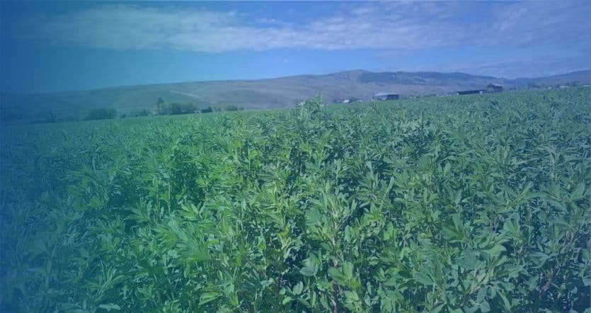 RICHI 1-90tph alfalfa pellet production line solution