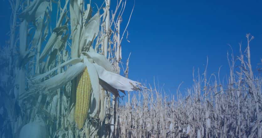 RICHI Решение для установки по производству гранул из стеблей кукурузы производительностью 1-90 т/ч
