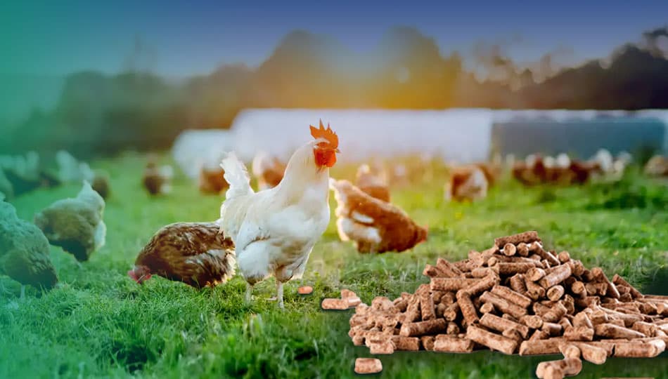 применение для производства кормов для животных