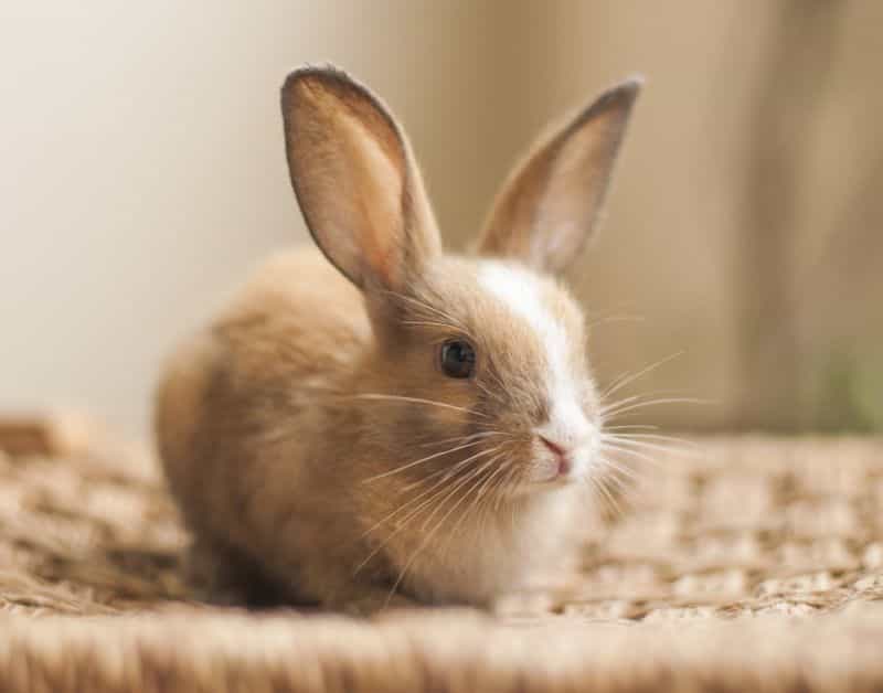 Оборудование для производства комбикормов для домашних животных для кроликов
