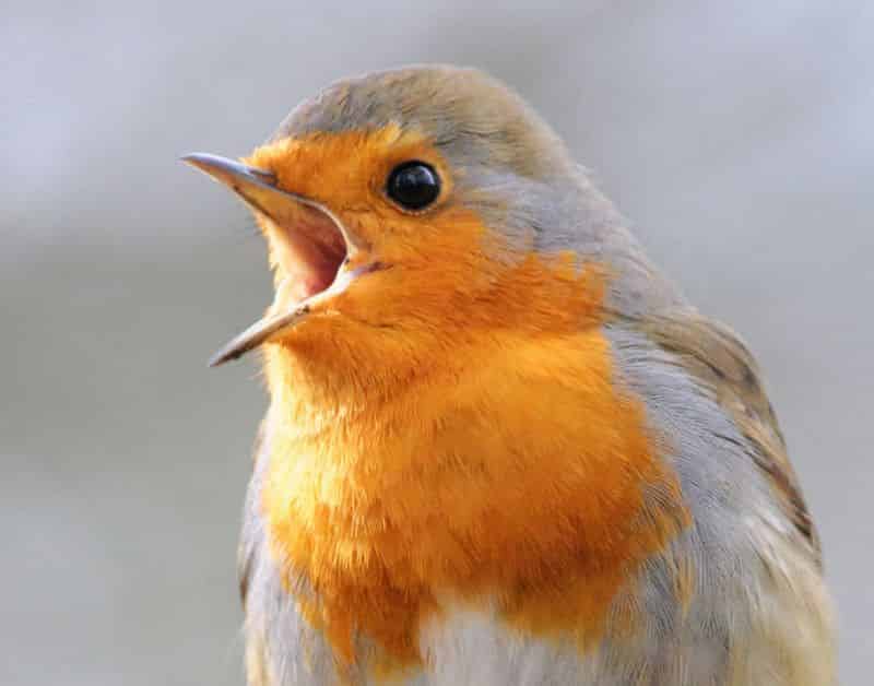 feed mill pellet machine for bird