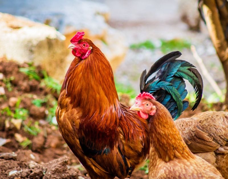 Решение для оборудования комбикормового завода для домашней птицы для курицы