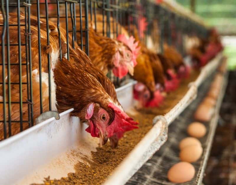 Characteristics of laying hen feed