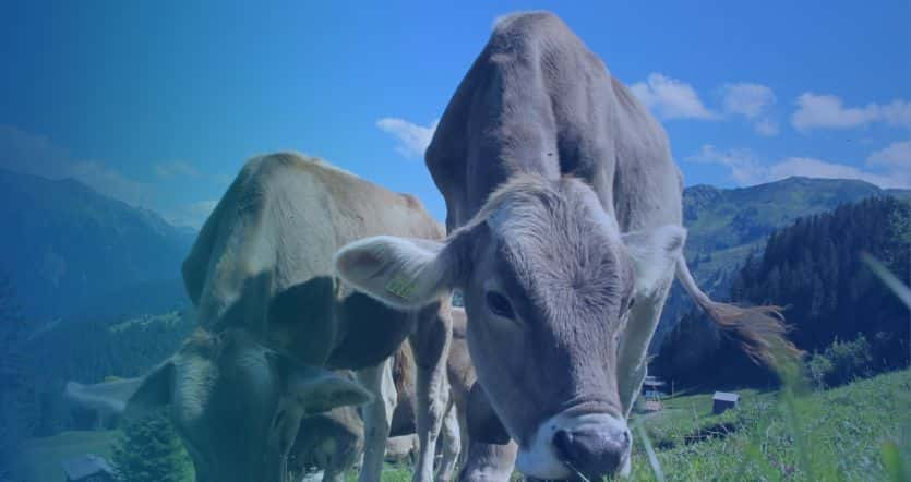 animal feed factory project for cattle